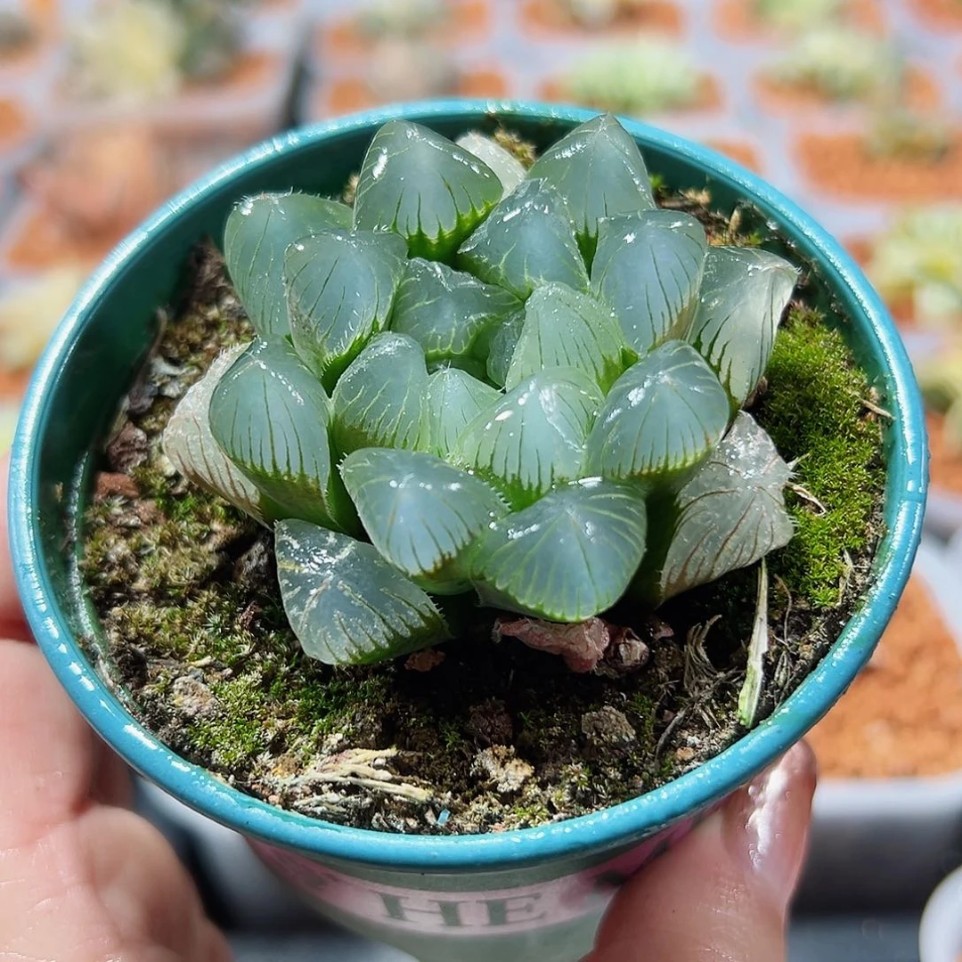 十二卷多肉蓝赤线