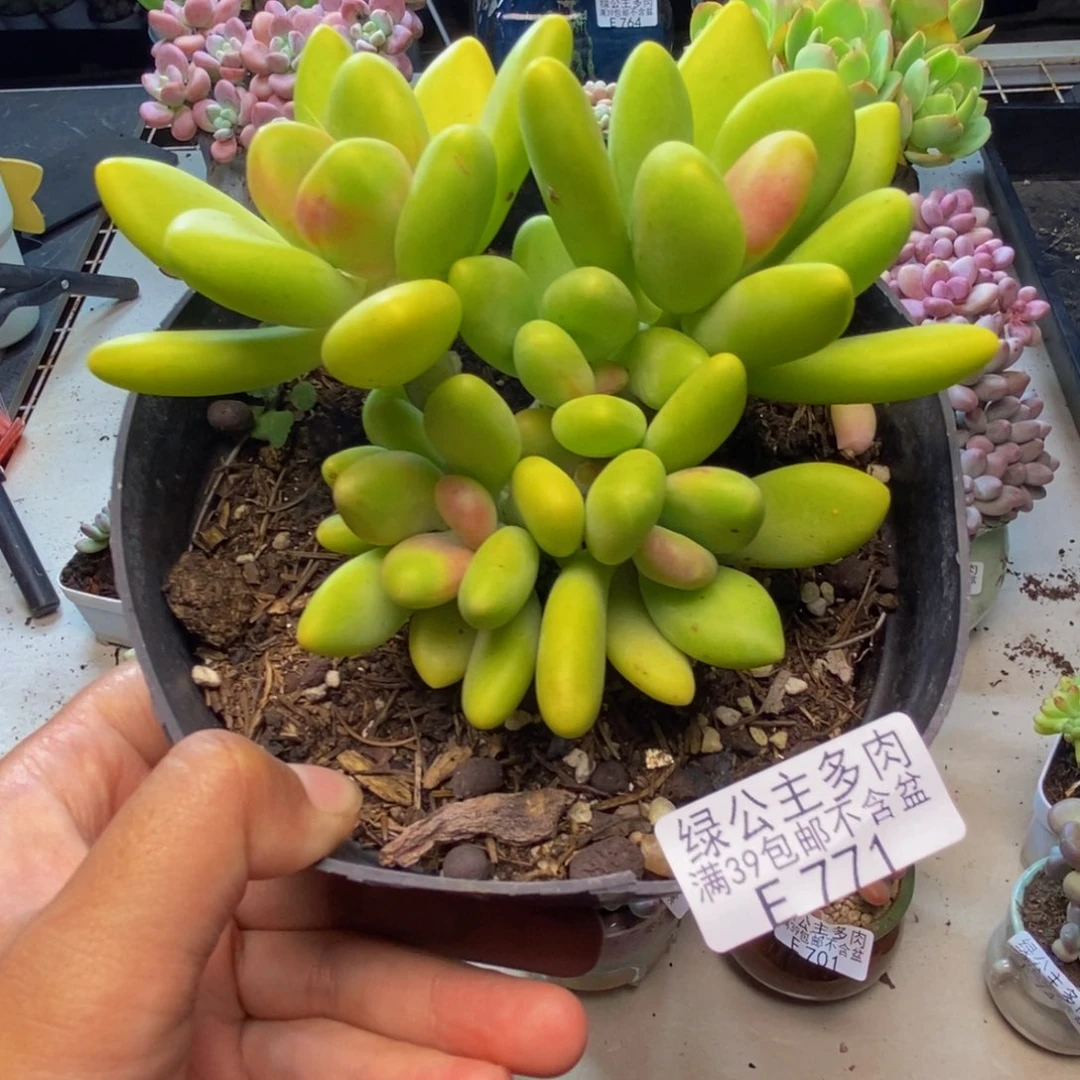 771金蝉芒果奶多肉10c m