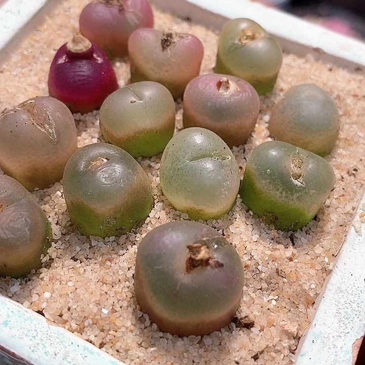 冰魄杂吕红一颗