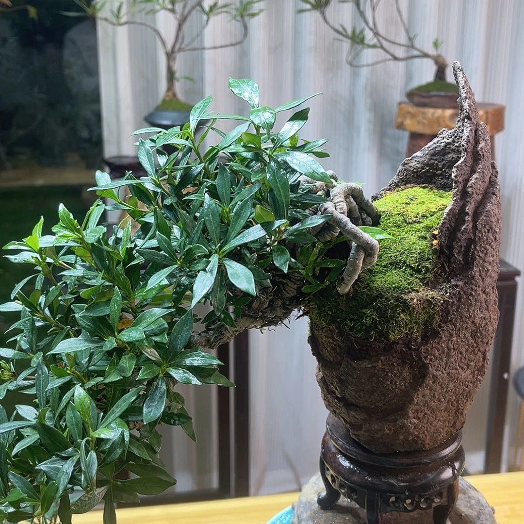 张***人无花朵22545789698886988