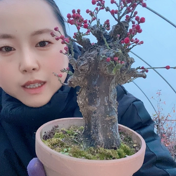 无花朵爱*景骨里红梅花盆景桩