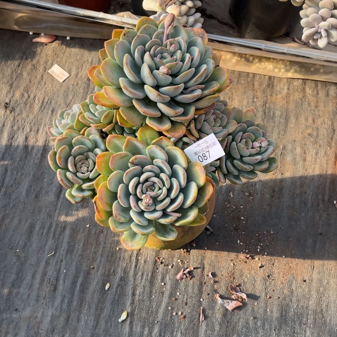 是***呀087香橙群多肉植物～