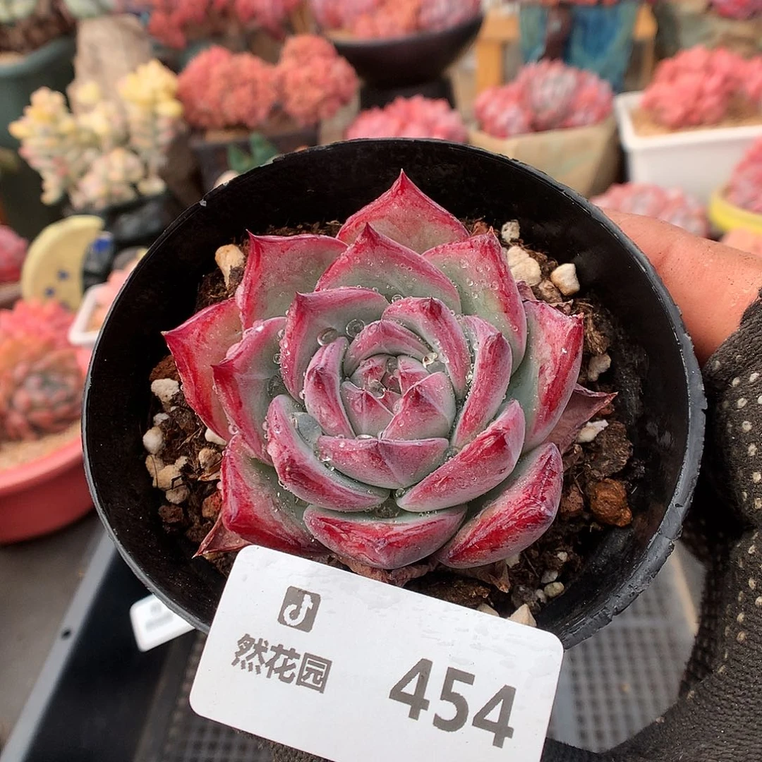 454拉糖多肉植物663