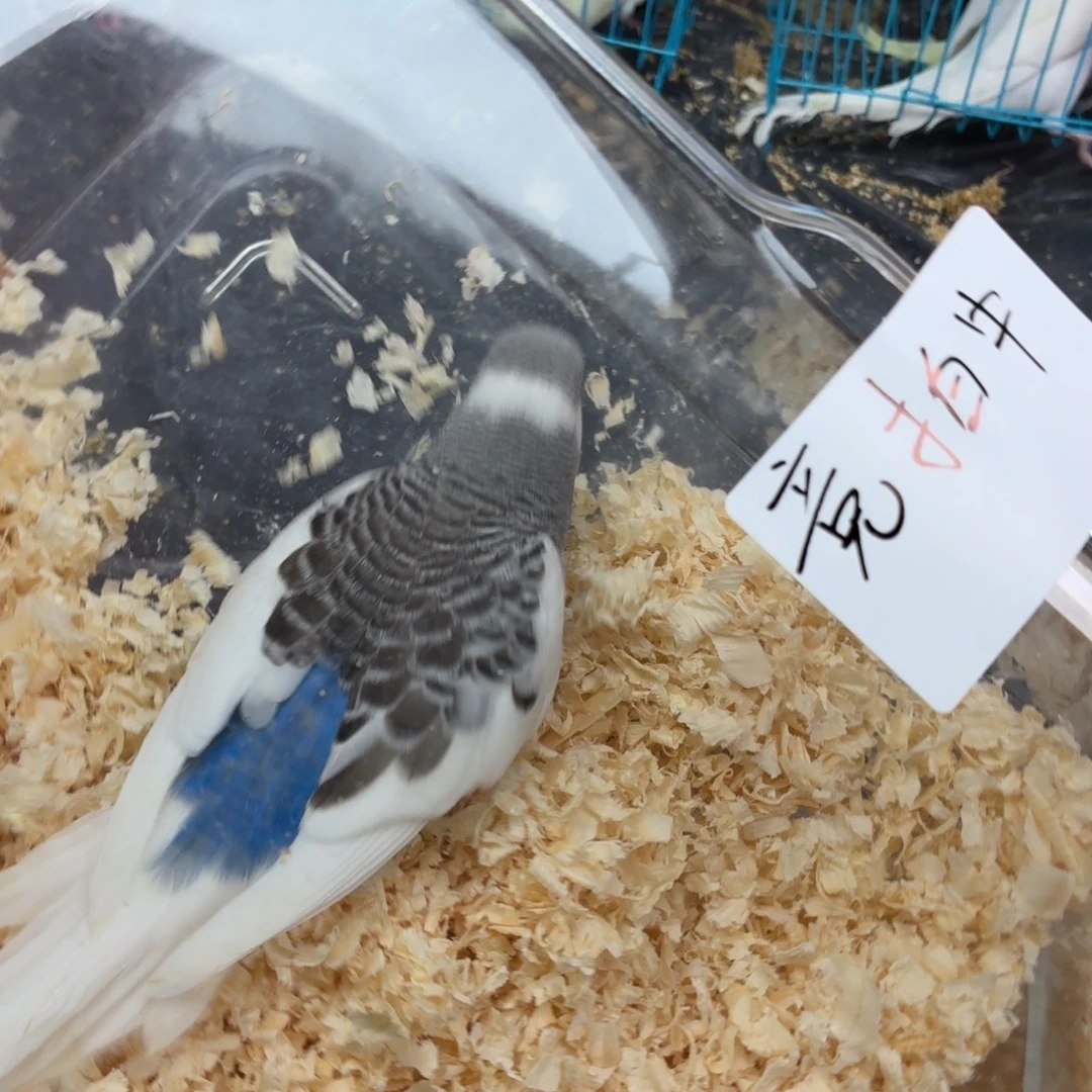 虎皮鹦鹉大头虎皮鹦鹉派克直播间竞拍