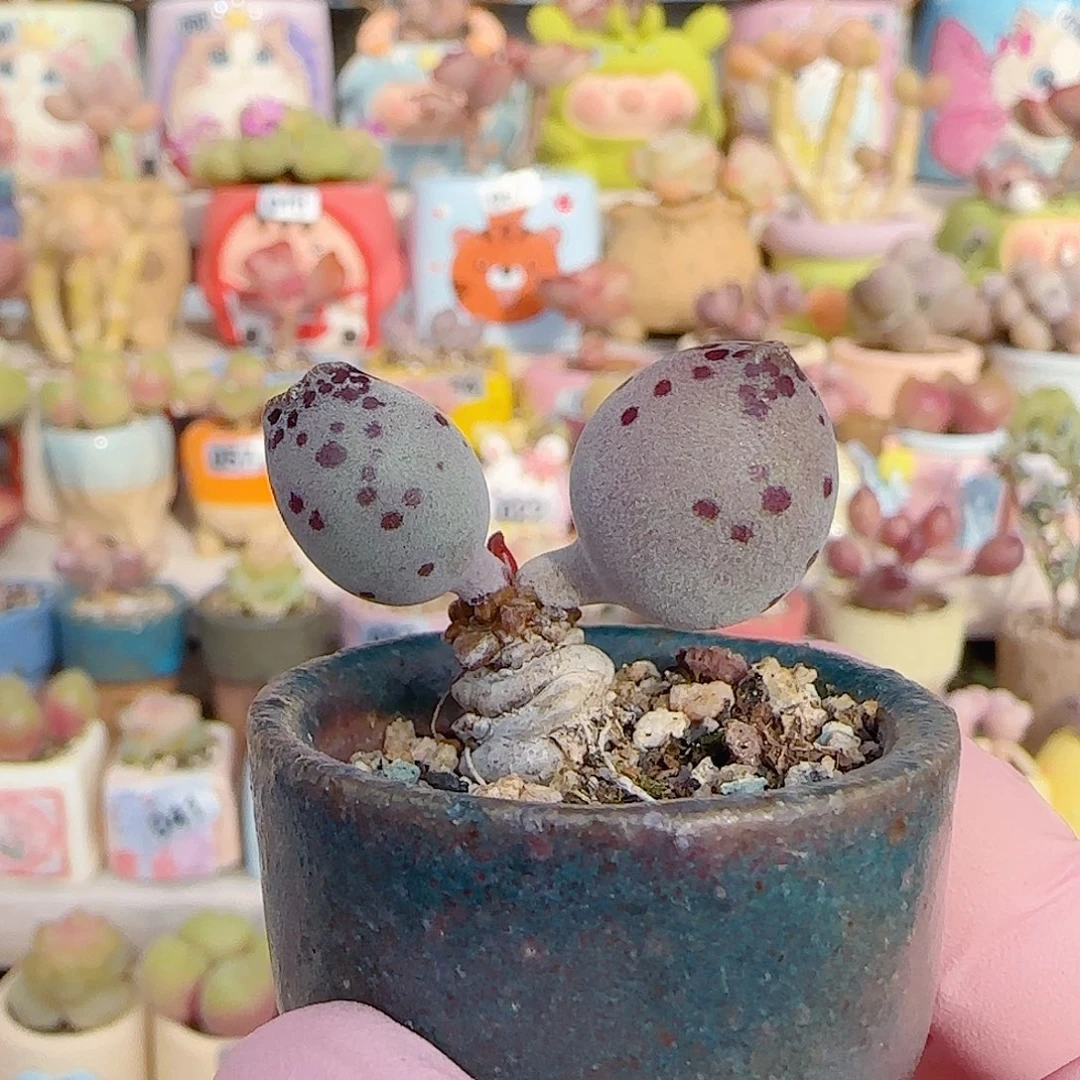 肥肥粉海豹 盆口3cm