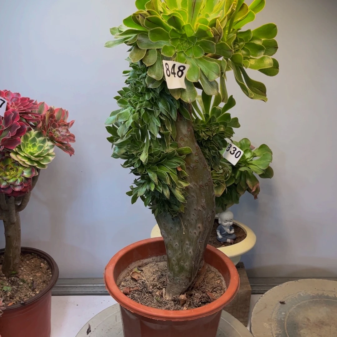 多肉植物原始绿缀848