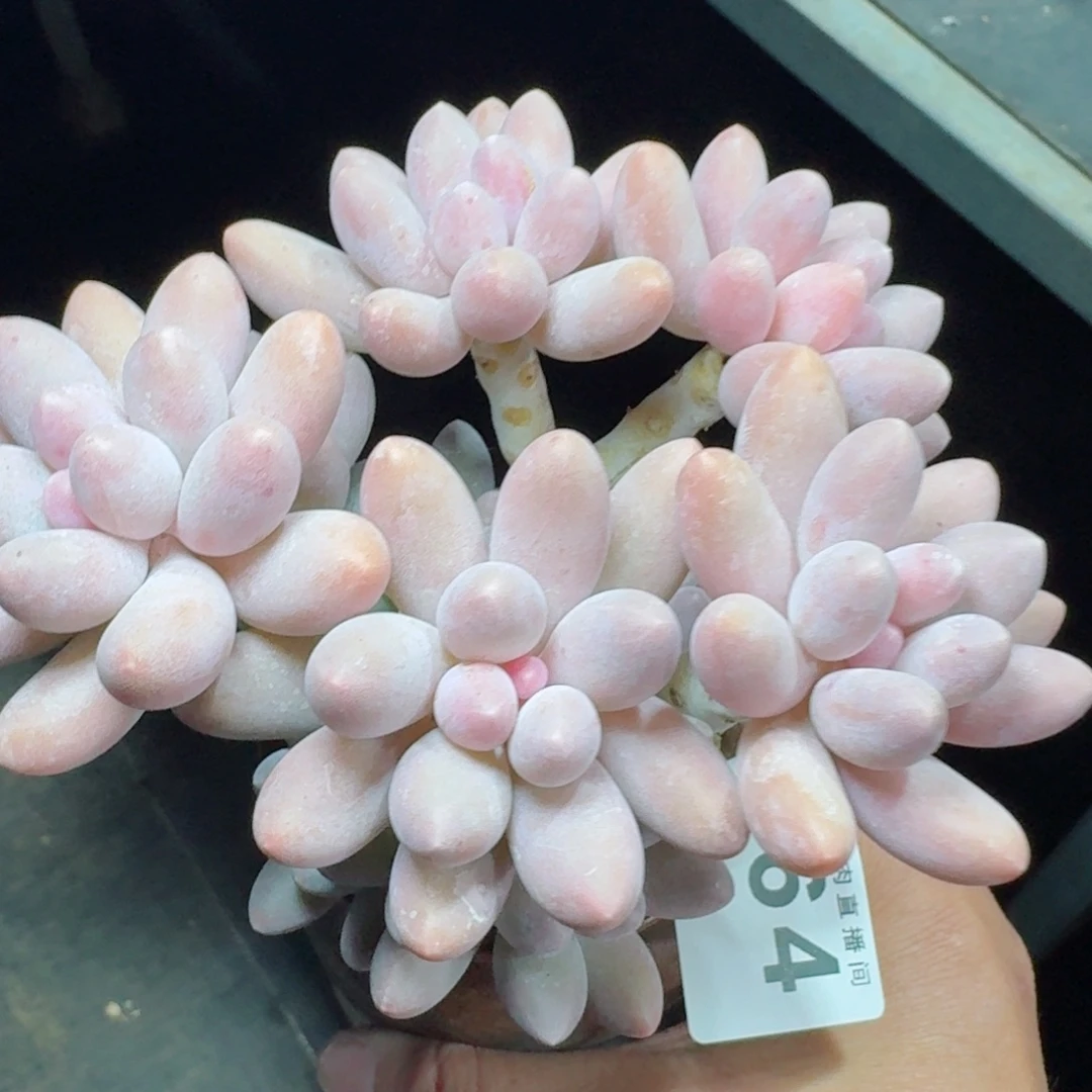 汤圆群生整装无砍