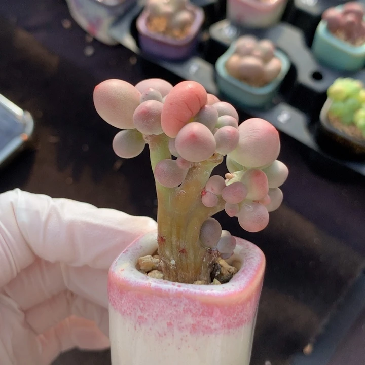 仙桃奶酪 木质缀化板 脑袋多多 造型漂亮