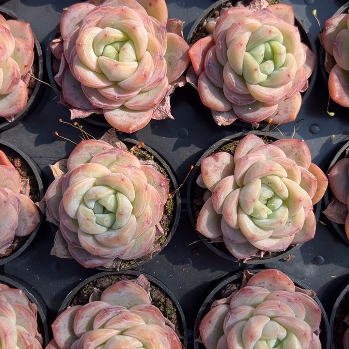 星星珍妮一颗量拍多肉满20包邮下午发