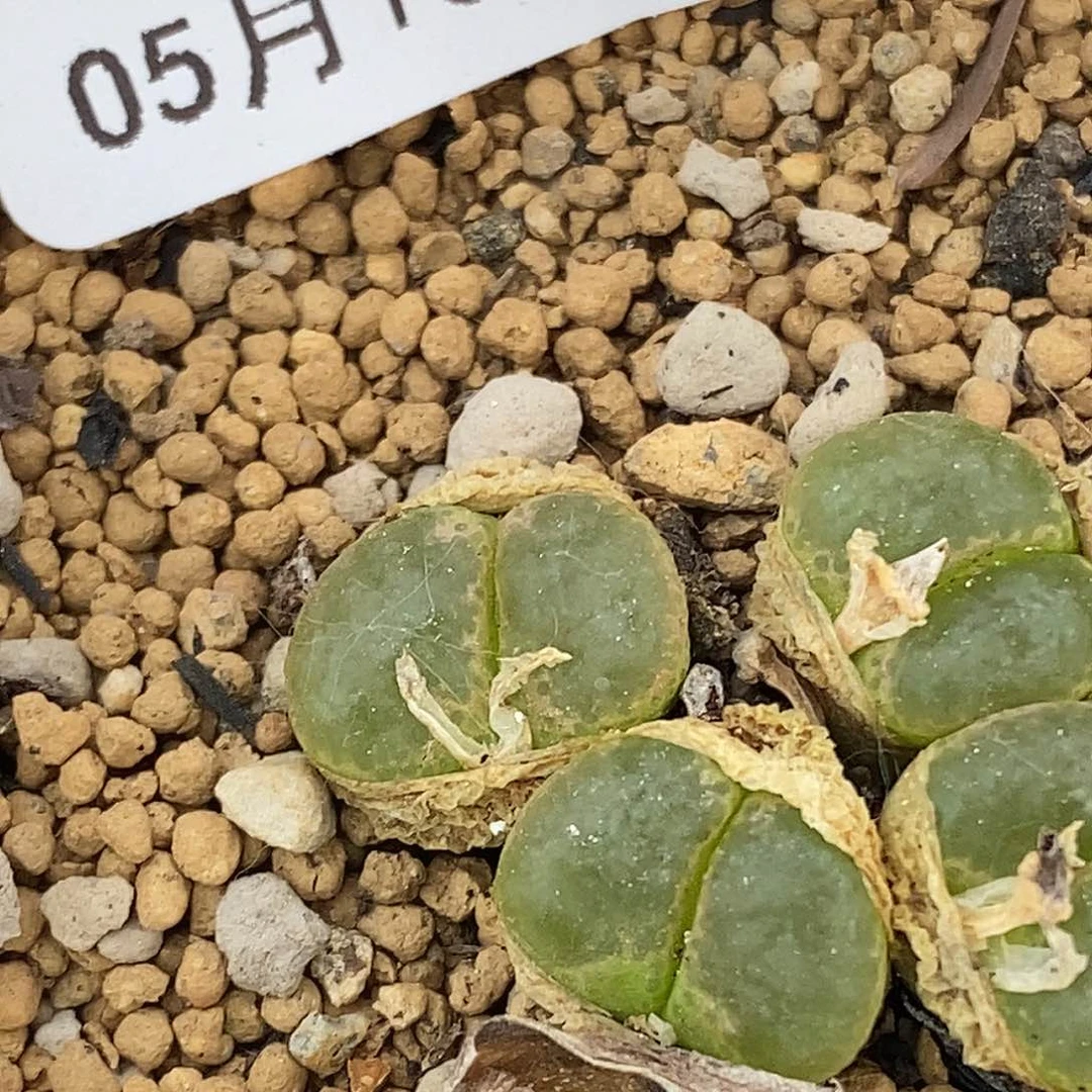 桃喜花园0513/64风铃