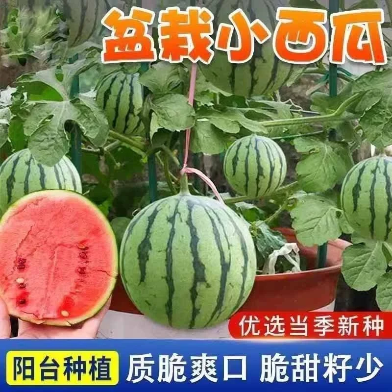 超甜蜂蜜小西瓜种子红玉无籽盆栽小西瓜四季种植阳台新水果种子