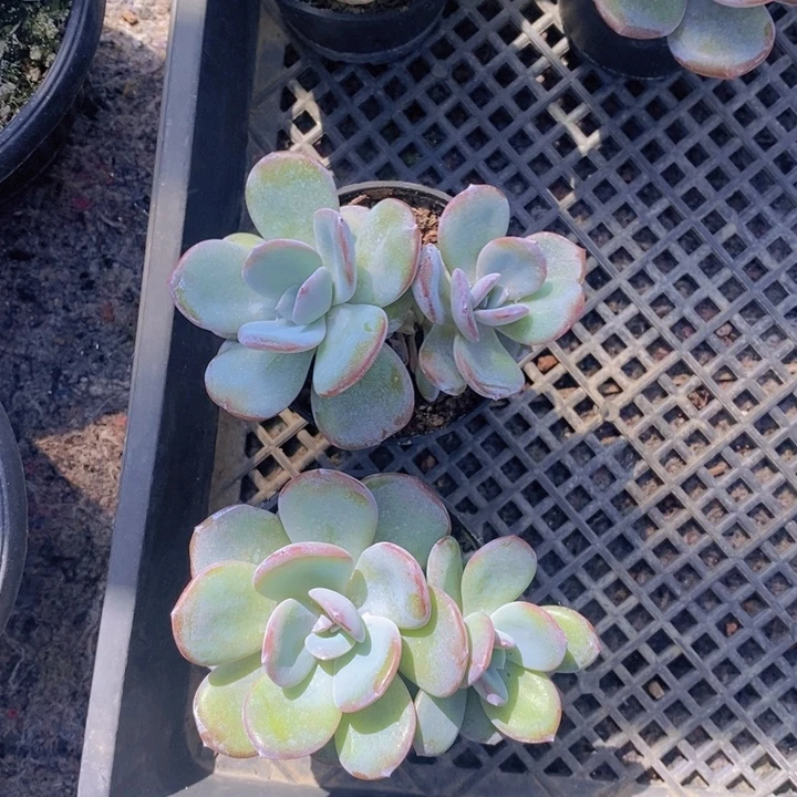 韩版奶茶两颗一组11