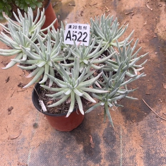 522爱度莉丝不包断枝