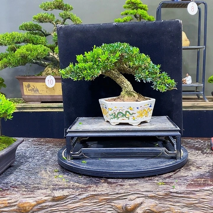 用***9无花朵黄杨盆景四季常青