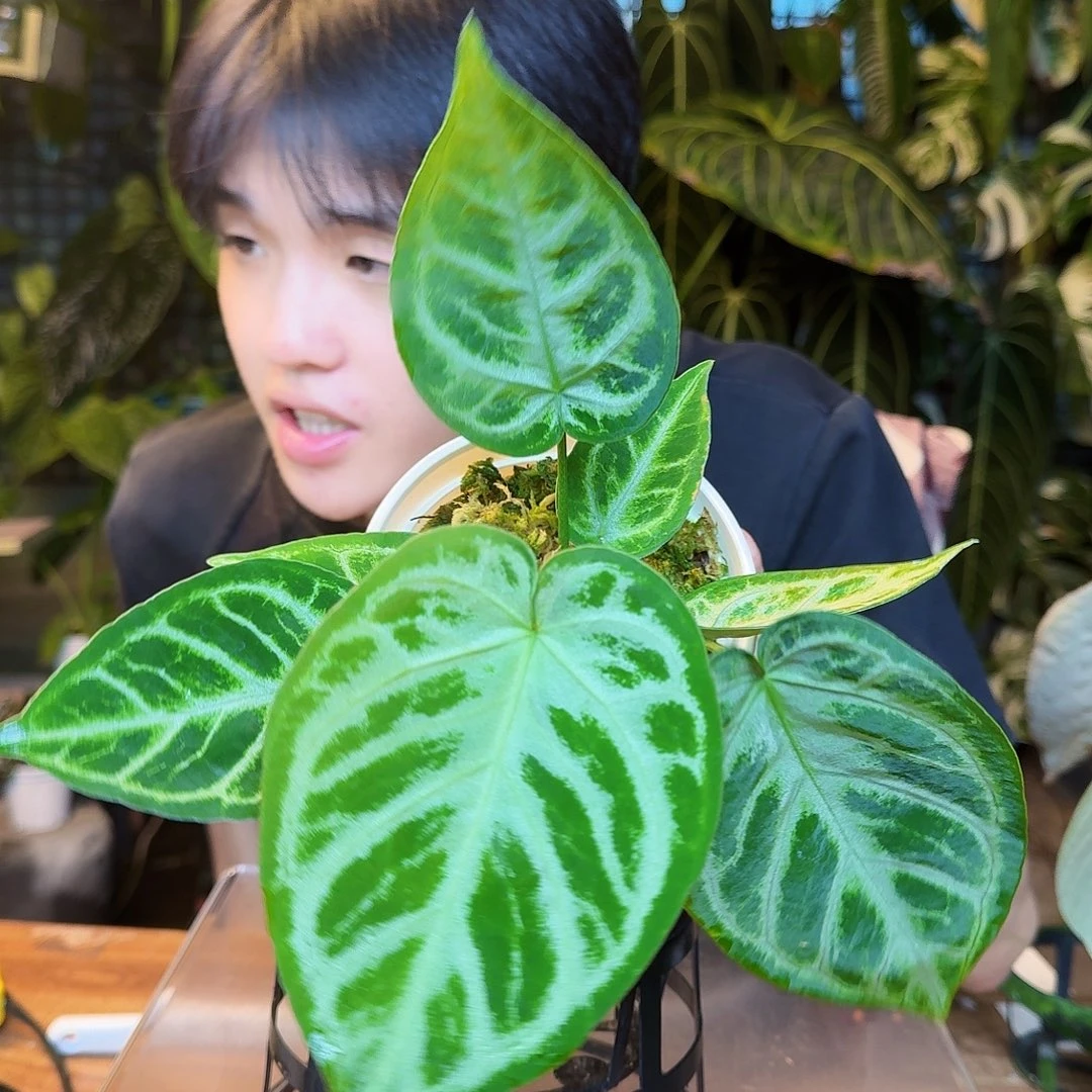 完全开放Z68银刷子