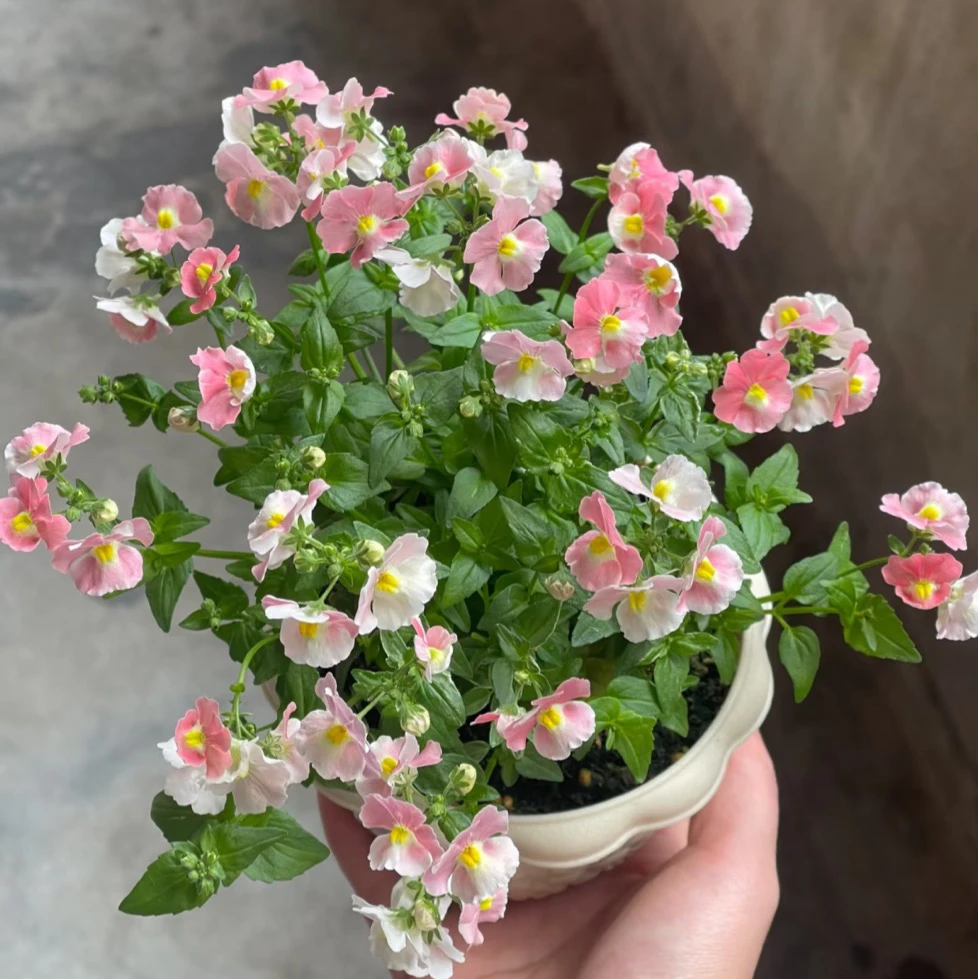 龙面花-大西洋珍鲑【120盆径】