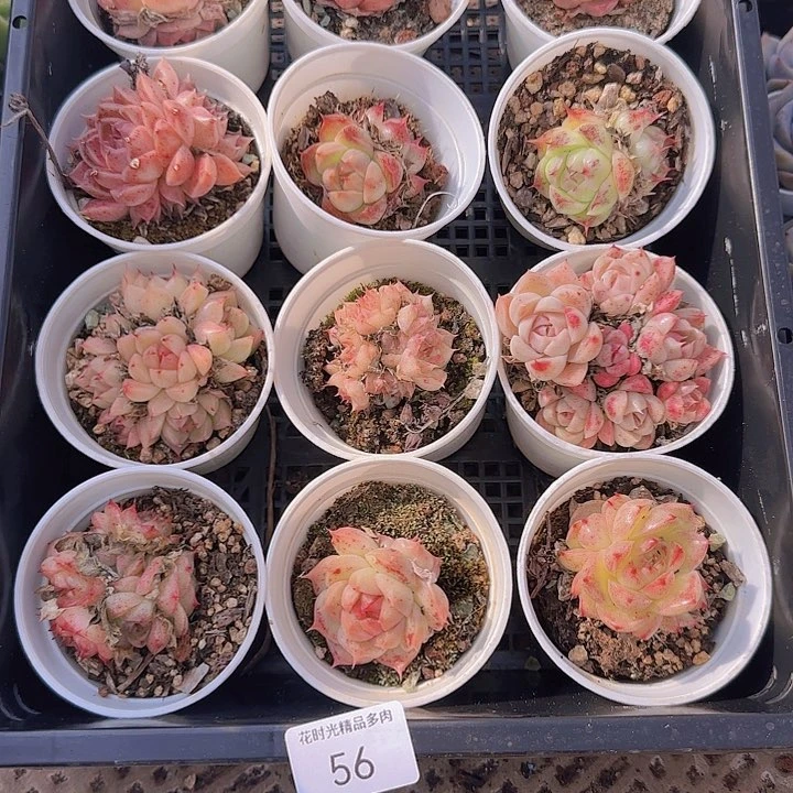 花时光精品多肉56