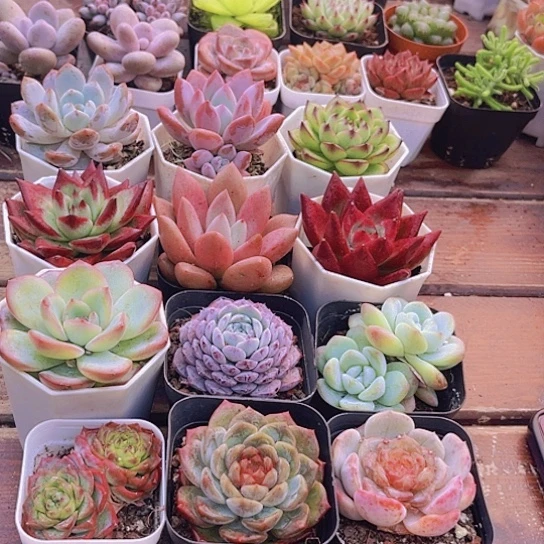 花园套餐带盆土12盆福利