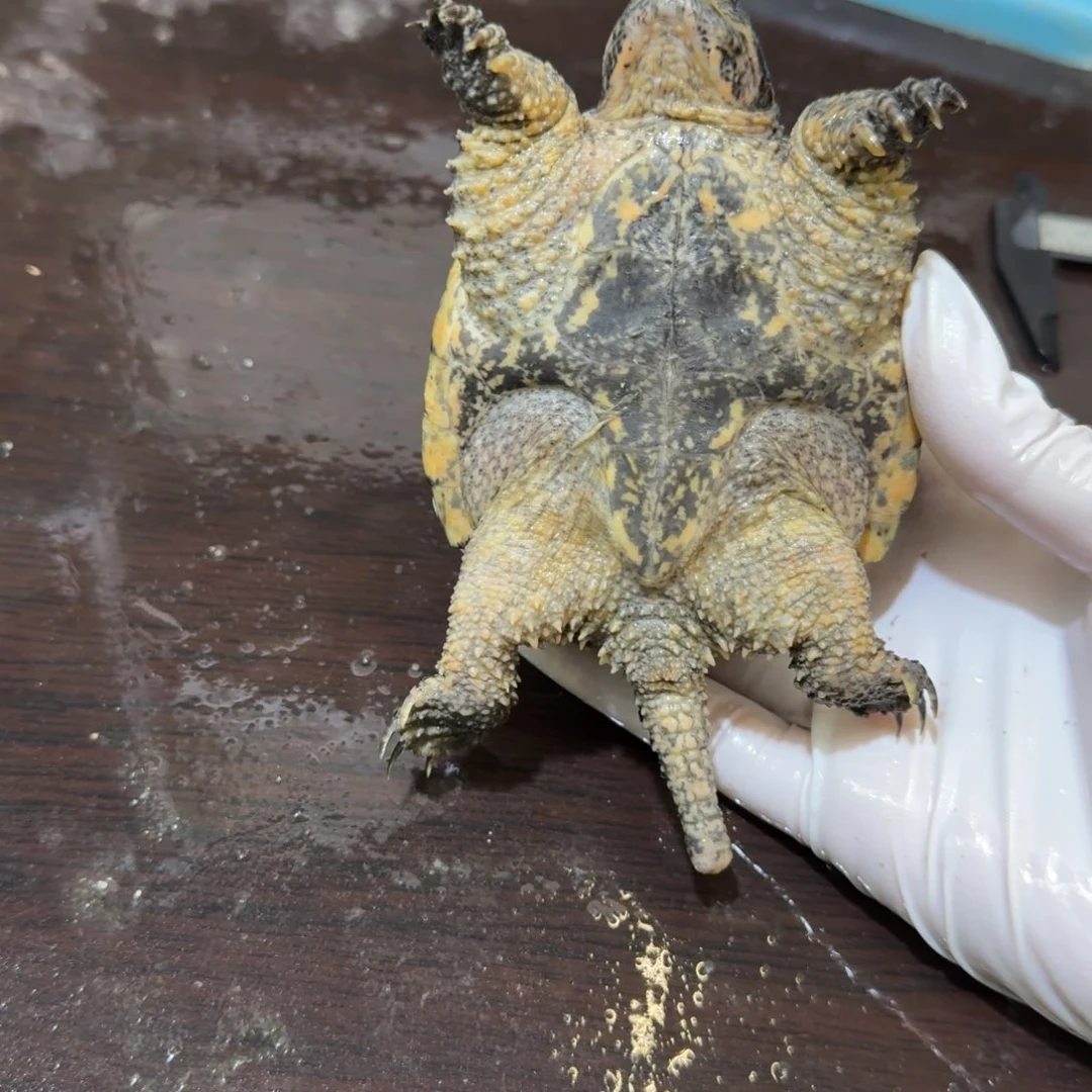 白***葱公母搭配小鳄龟编号66，福利价