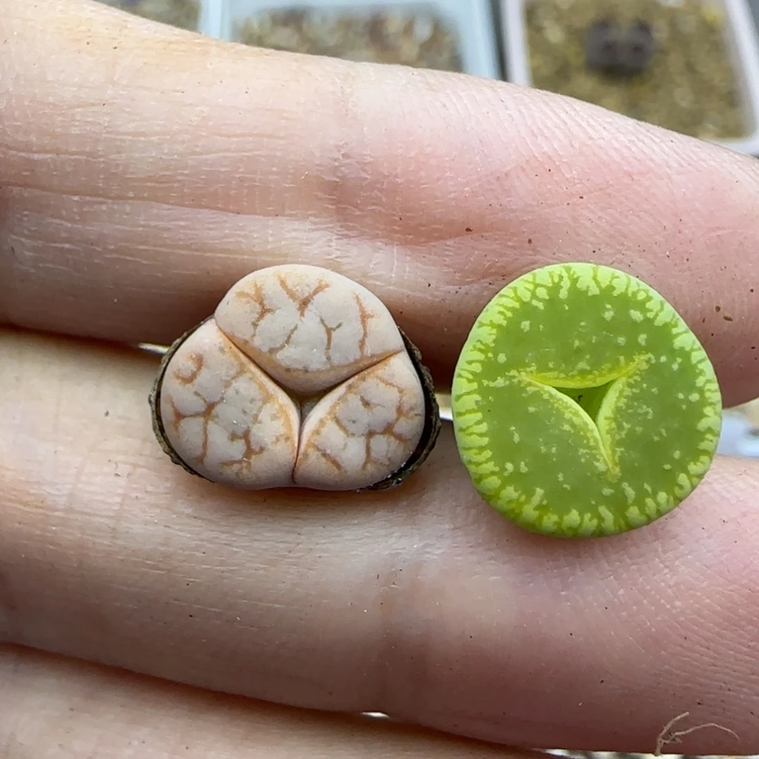 68 奔秒清框福利30包邮