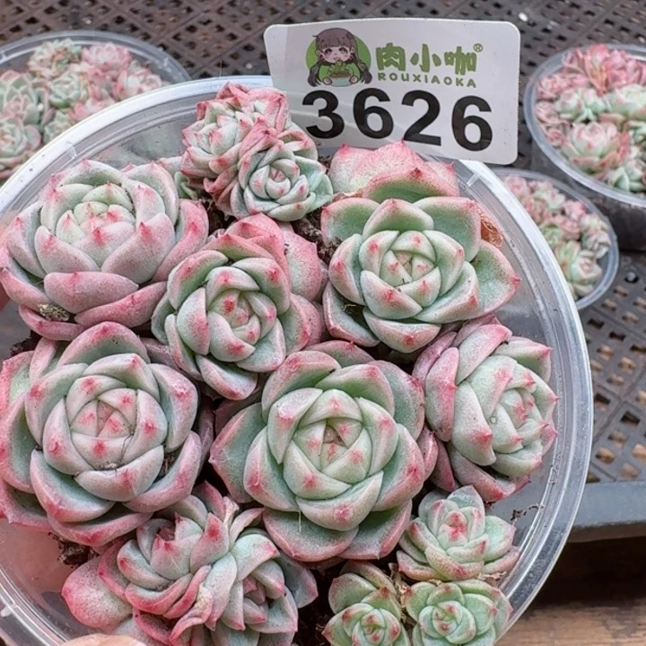 多肉植物多肉植物