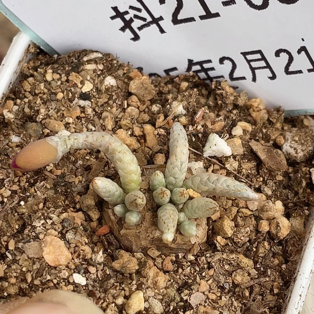 21-6韧锦多肉植物