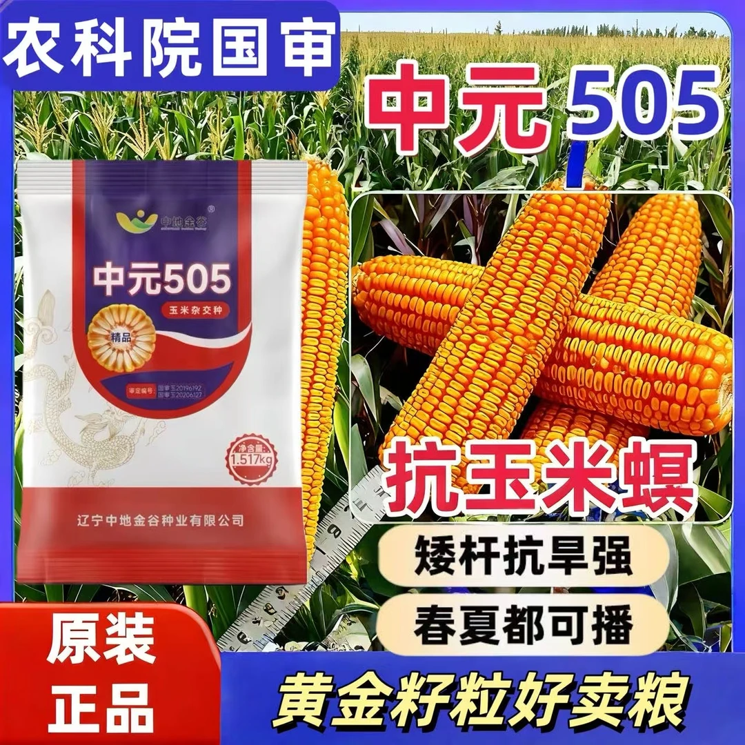高产国审玉米种子矮杆大棒大全抗倒伏抗锈病抗虫苞谷正品原装