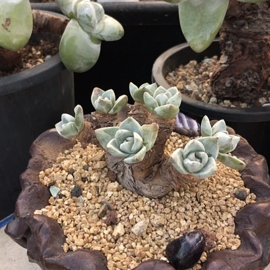 韩货苹果叶仙女杯