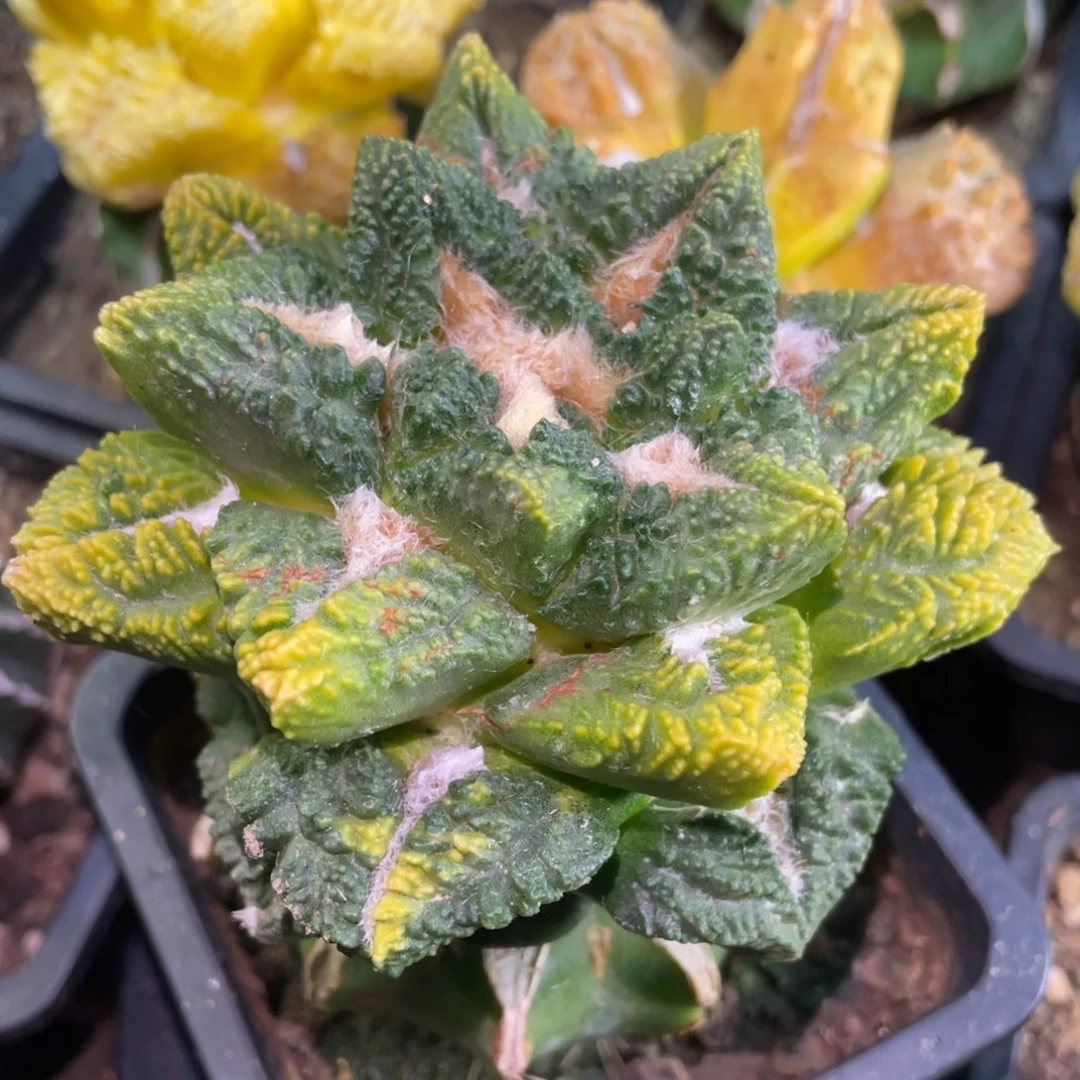 全部花朵散斑翘犹龟甲牡丹锦