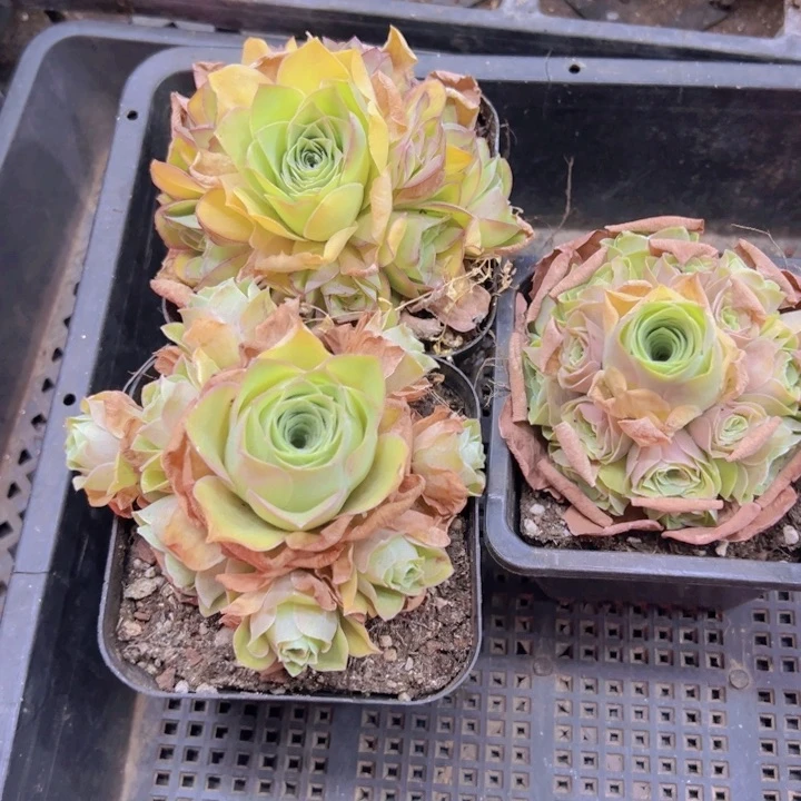 276 裸根不带土发货不包损一颗