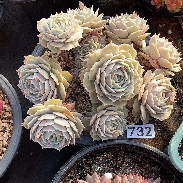 732露娜莲 一物一拍多肉