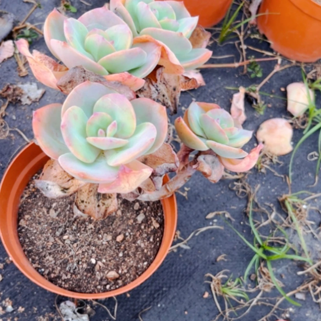 【闪购商品】粉*白凤