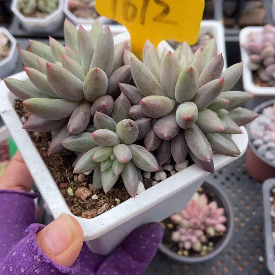 1612车厘子多肉植物