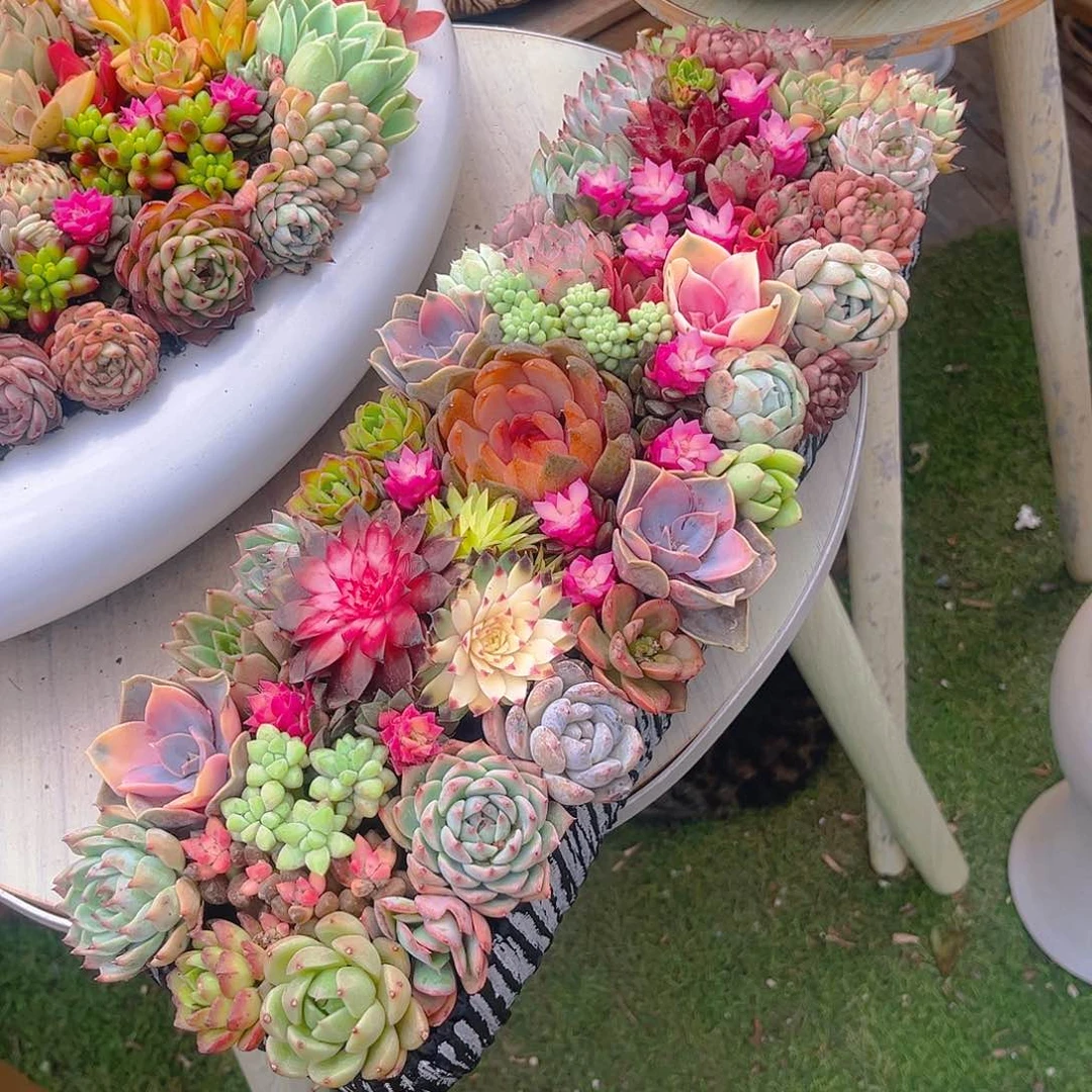 多肉长条植物盆栽