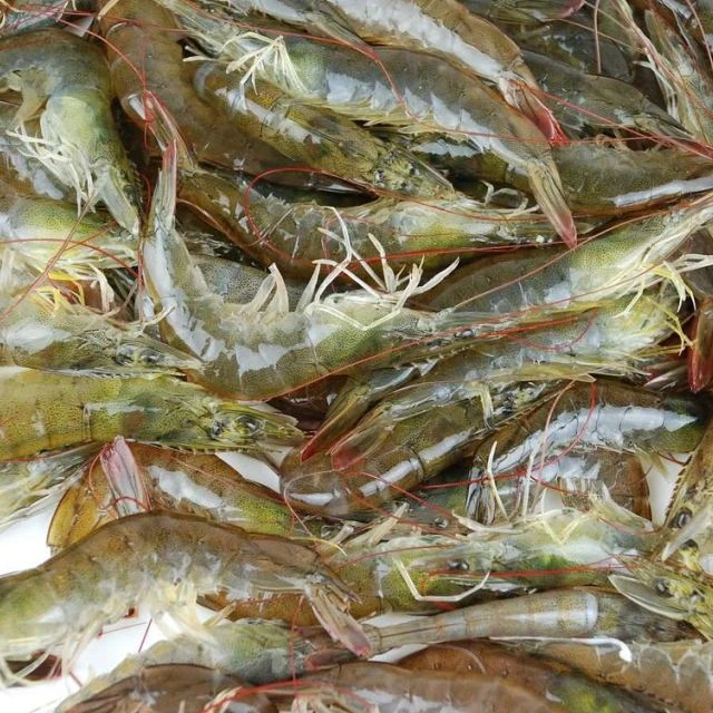 渔船上岸海洋大虾海水虾大号海虾14-18只速冻锁鲜新鲜味美原盒5斤