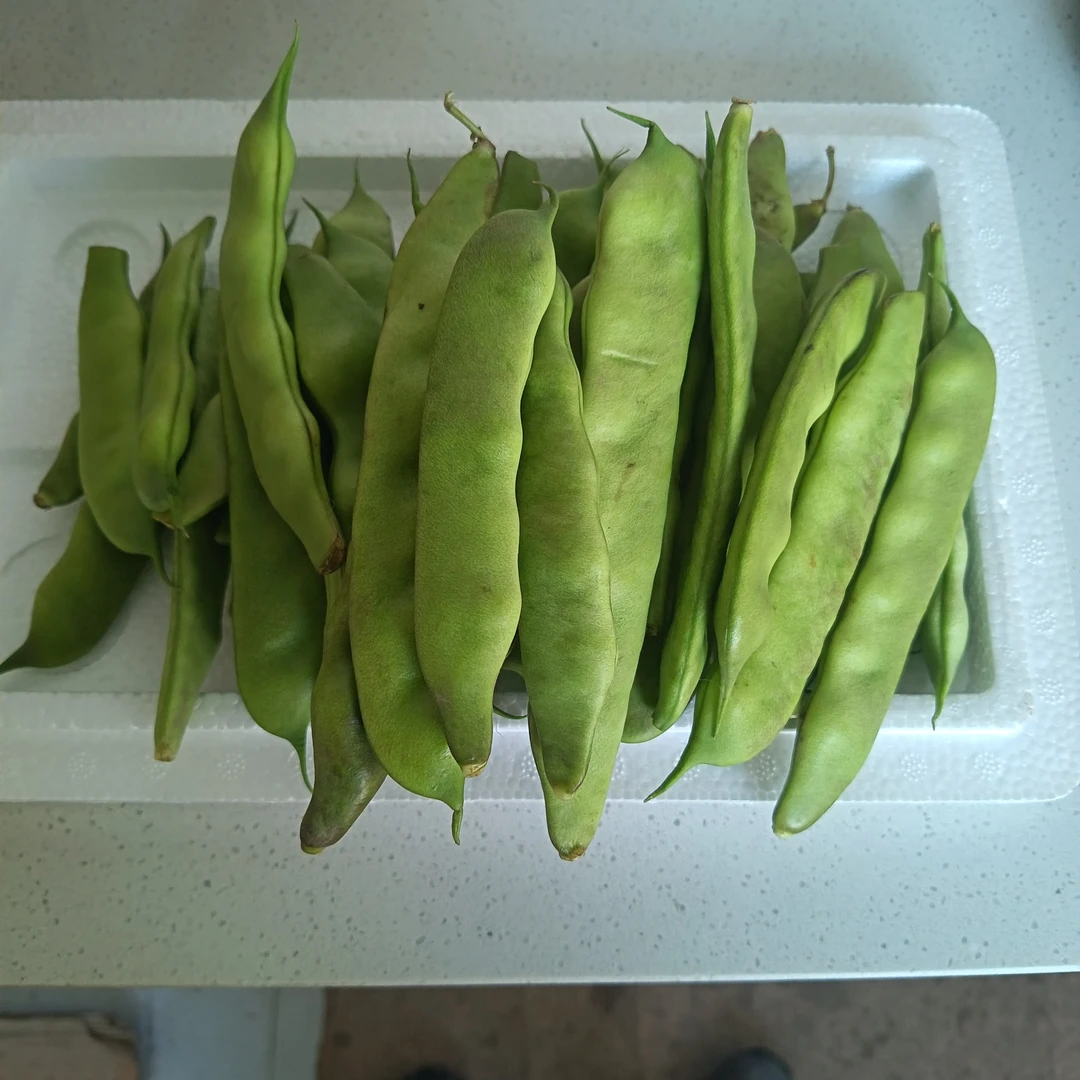 东北纯油豆，豆角，4斤包邮，不退货不拦截