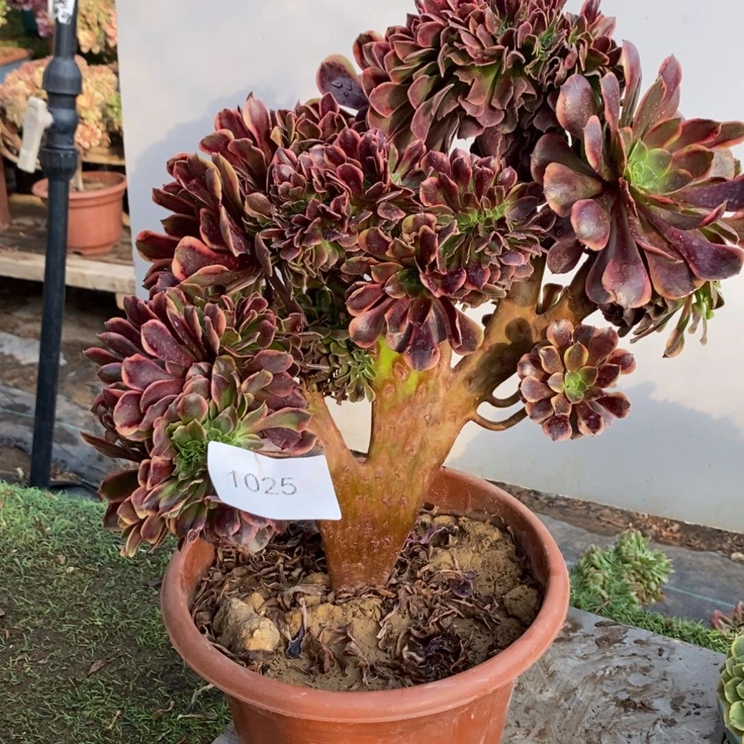 不开花植物1025号欧嘉莉缀化1颗多肉