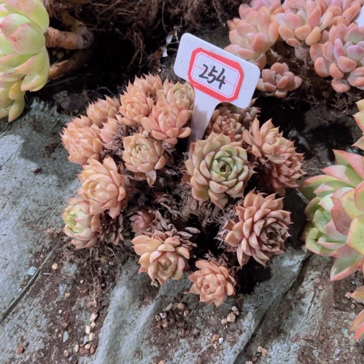 l***儿254苯巴微瑕一物一拍35.8