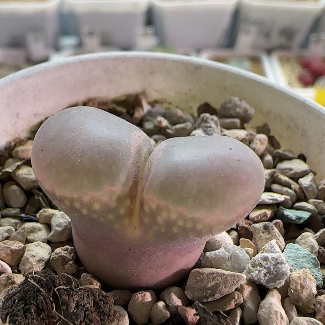 【闪购商品】16756