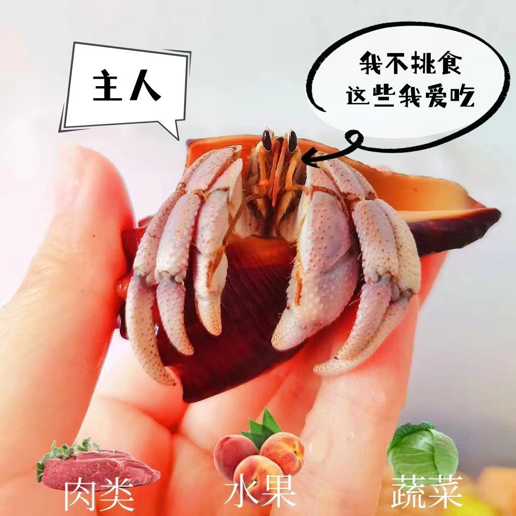 寄居蟹宠物活物淡水桌面网红可爱观赏蟹懒人宠物寄居蟹小豆丁宠物