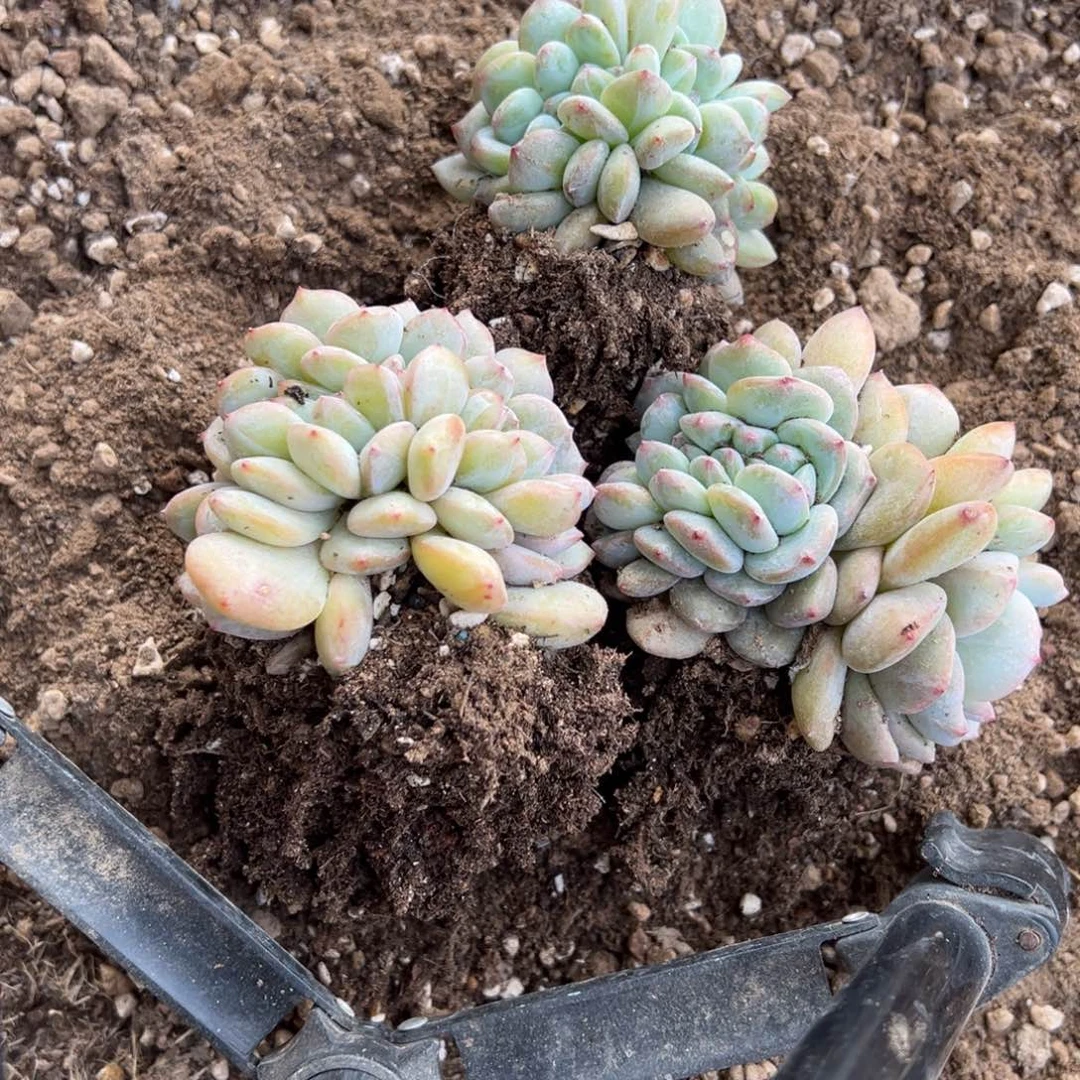 简**生多肉植物，多肉植物