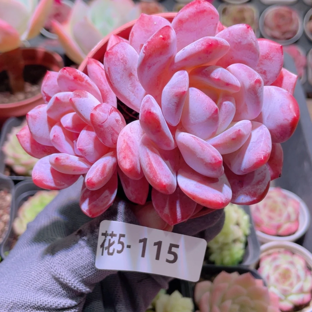 花利美 5-115橙梦露