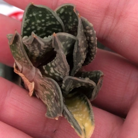 达摩旋转蜗牛锦双头侧牙少根