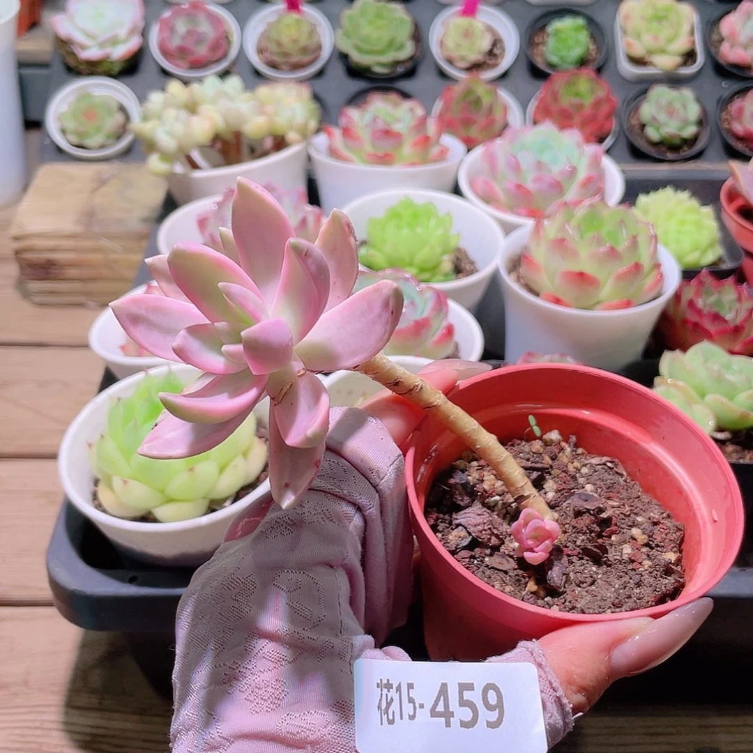花利美15-459布丁锦