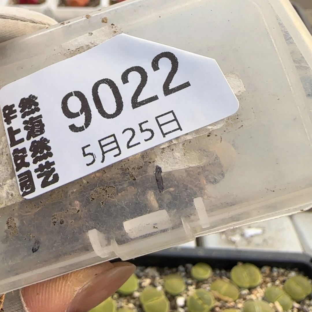 花*?5.25。饼干。6。9022。