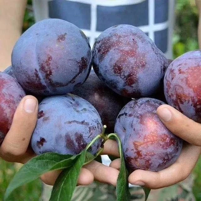 【酸脆可口】新鲜现摘黄心黑布林李子孕妇水果果香浓郁现摘现发