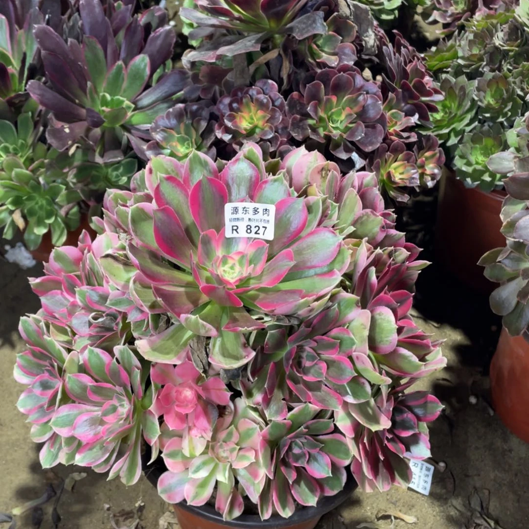 827妖月多肉法师断枝不包