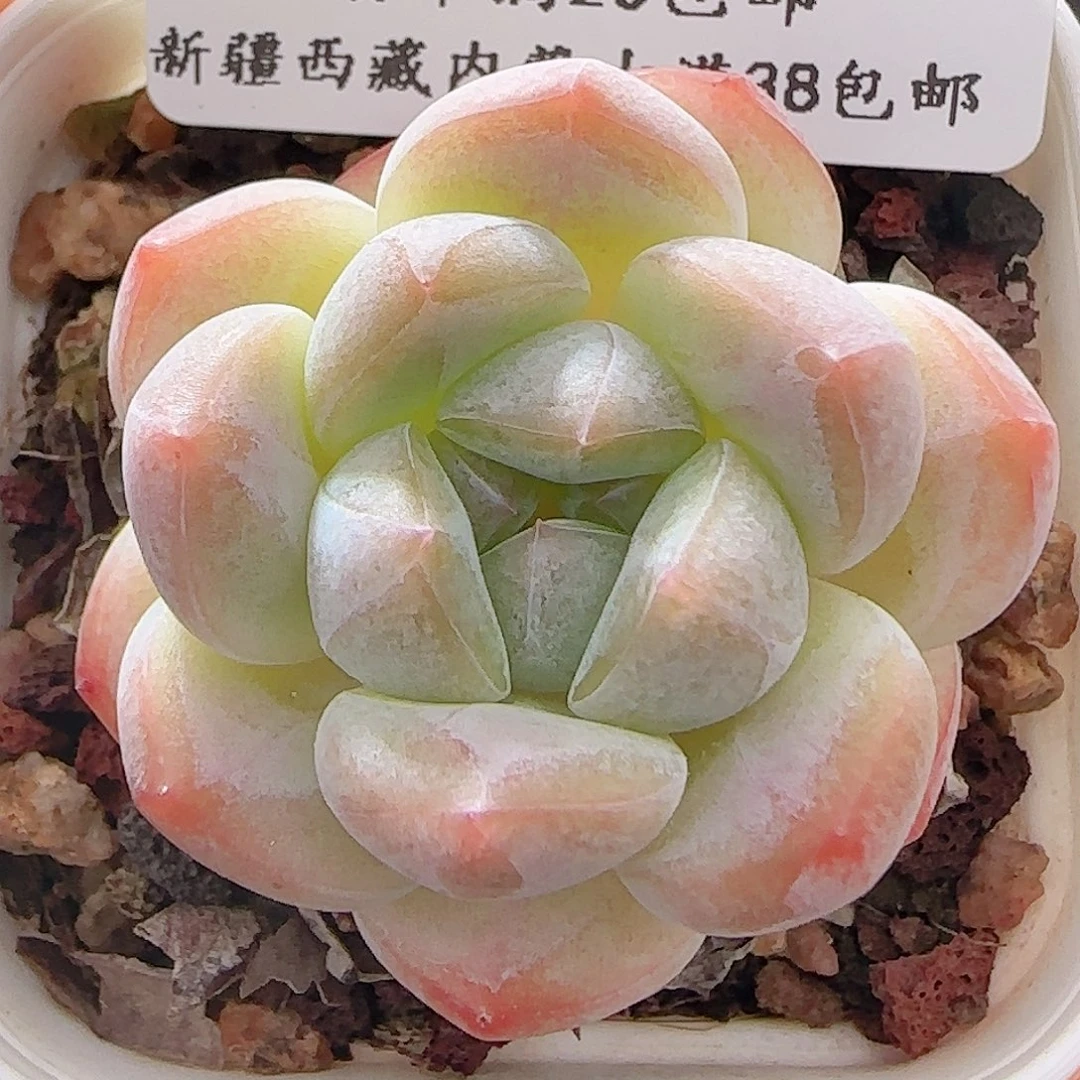 多肉0701-08糖心糖心