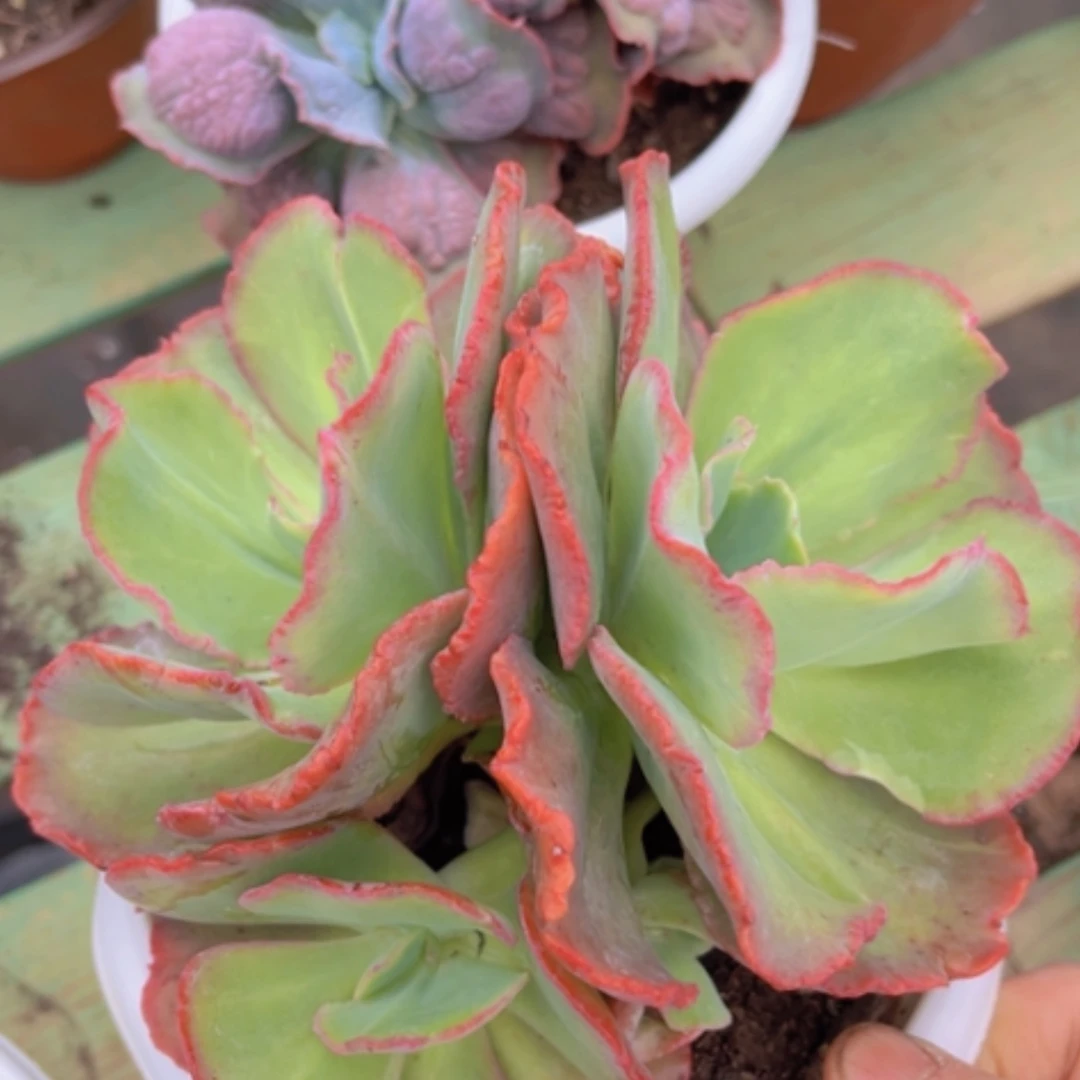 【闪购商品】舞会红裙3129