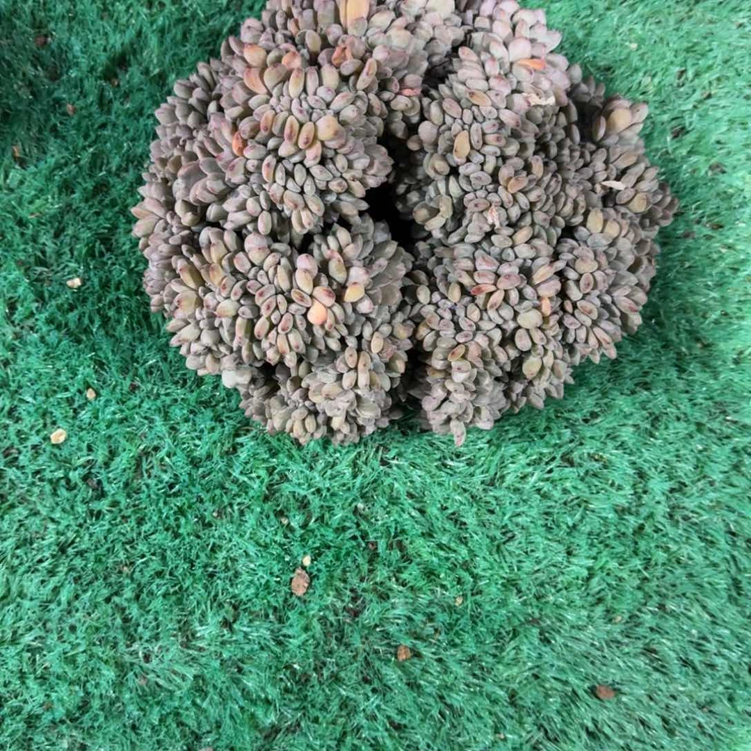 紫*星影缀化无砍多肉